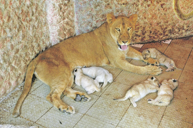 MAGESTIC: Owner Malik Fazal Abbas has kept lioness called Queen as a pet since she was two-months-old