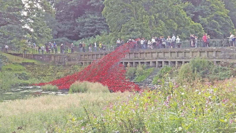 FLOWERS: 888,426 ceramic poppies were originally installed at the Tower of London to honour the deaths of British and Colonial Forces in the First World War