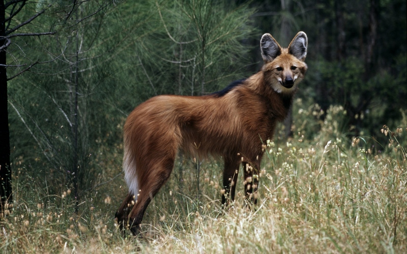 ENDANGERED MANED WOLF: The loss of habitat by encroaching human populations, and the introduction of certain diseases means that there aren’t many of these animals left in the wild (pic credit: Martin Harvey/WWF)