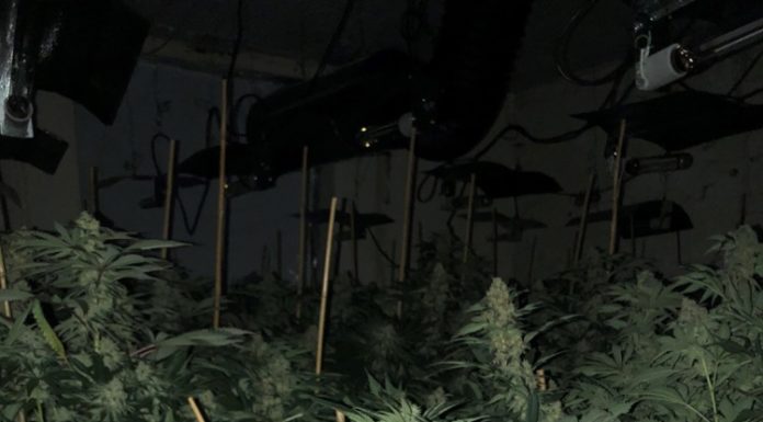 WAKEFIELD: Arrests made after 400 cannabis plants discovered