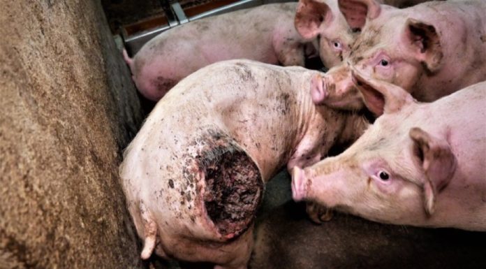 CANNIBALS: Shocking footage shows pigs eating each other alive