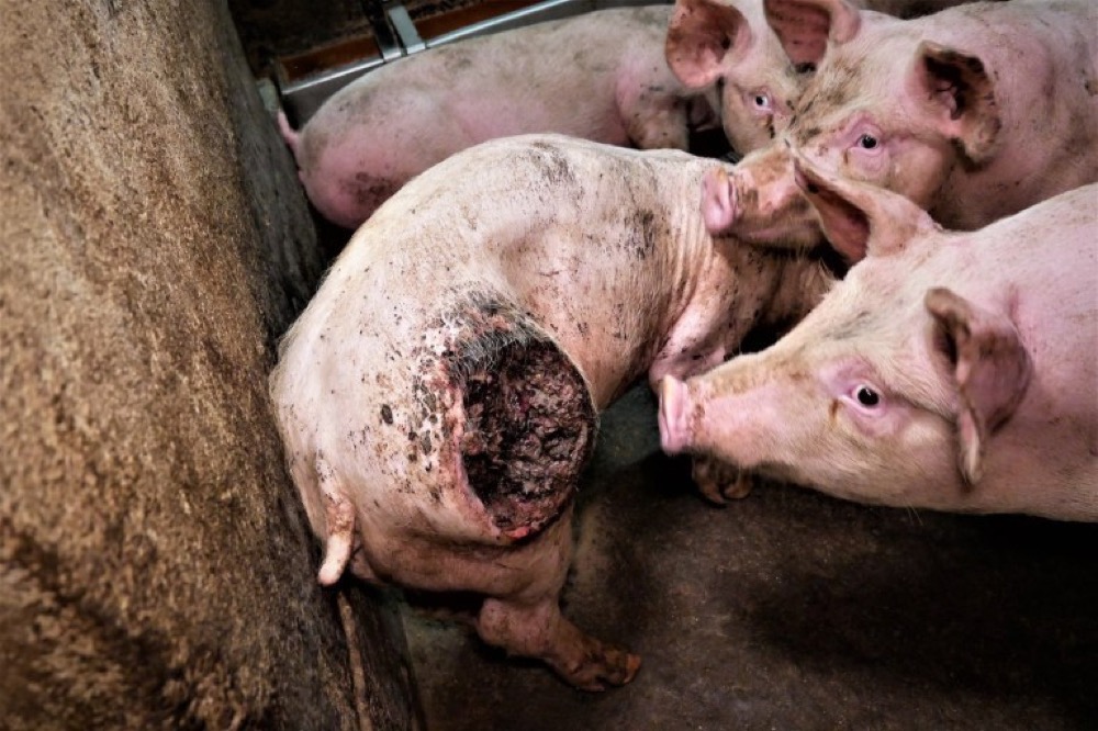 The harrowing pictures posted to social media show dead pigs with bloodied ...