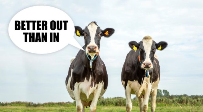 Burping and farting cows blamed for damaging the environment