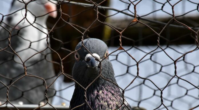 BEHIND BARS: India detains pigeon for being Pakistani spy