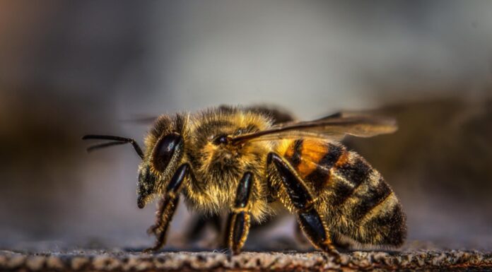 Bee venom ‘kills breast cancer cells in the lab within an hour’