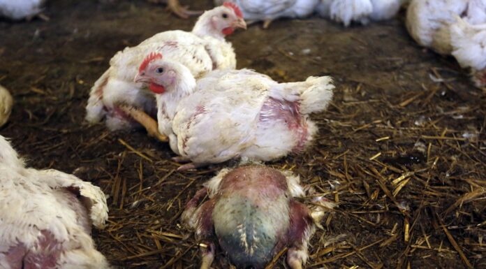 HALAL CHICKEN SCANDAL: Rogue butchers serving up gas-killed non-halal chicken at the counter
