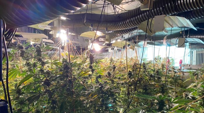 ‘Industrial’ million pound cannabis farm – three jailed