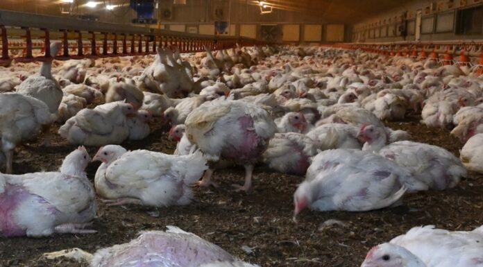 Legal challenge launched over use of cruelly farmed unnaturally large ‘Frankenchicken’
