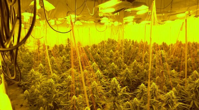 Over £4 million of cannabis seized